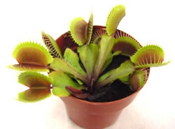 Dionaea muscipula 'Akai Ryu' — Seattle Orchid