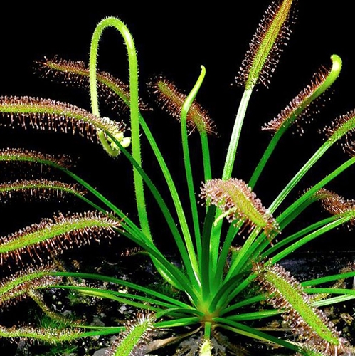 Drosera capensis — Seattle Orchid