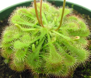 Drosera spathulata — Seattle Orchid