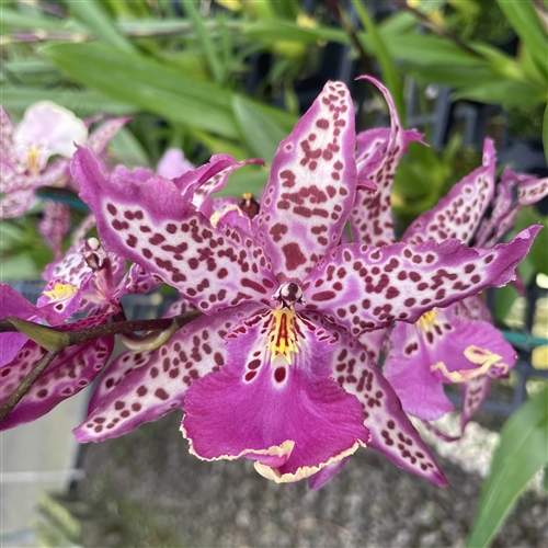 Aliceara Mem. Donald Yamada 'FJ-72' — Seattle Orchid