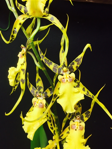 Aliceara Pacific Nova 'Okika' — Seattle Orchid