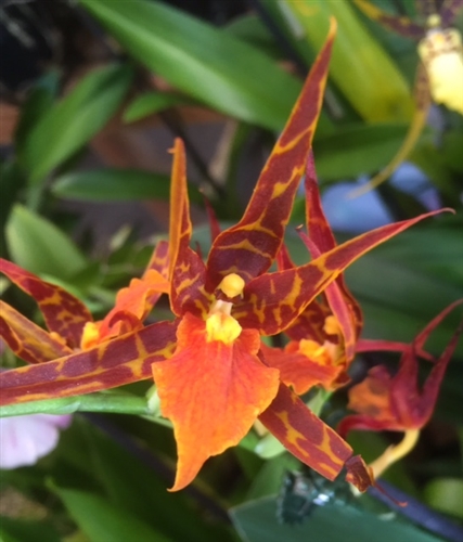 Adaglossum Tarantula 'Sweet Orange' — Seattle Orchid