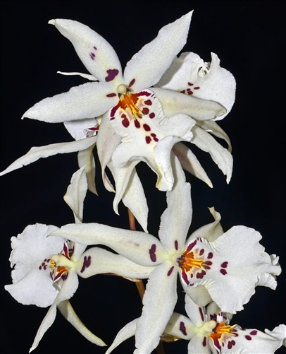 Aliceara Winter Wonderland 'White Fairy' — Seattle Orchid