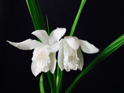 Bletilla striata v. alba — Seattle Orchid