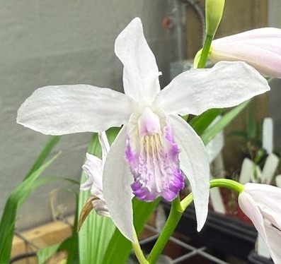 Bletilla striata 'Kuchibeni' — Seattle Orchid