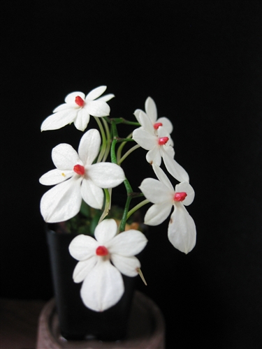 Aerangis luteo-alba var. rhodosticta — Seattle Orchid