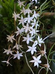 Aerangis mystacidii orchids species — Seattle Orchid