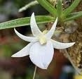 Angraecum rutenbergianum — Seattle Orchid