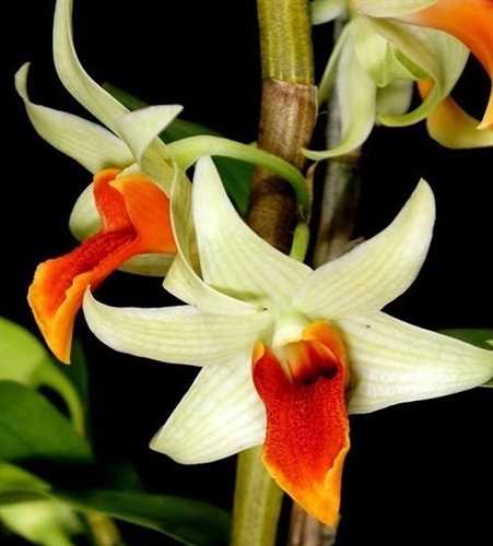 Dendrobium Jiaho Delight 'Red Lips’ — Seattle Orchid