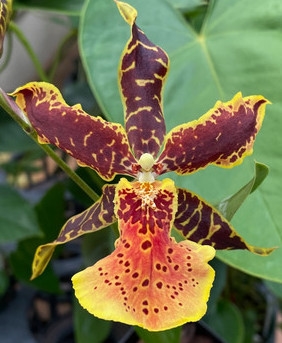 Aliceara Hilo Ablaze — Seattle Orchid
