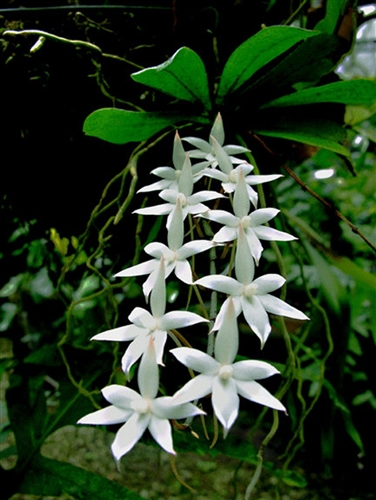 Aerangis luteo-alba var. rhodosticta — Seattle Orchid