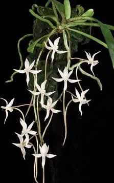 Aerangis jacksonii — Seattle Orchid
