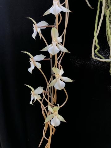 Aerangis kotschyana — Seattle Orchid