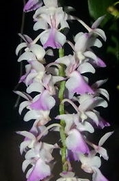 Aerides falcata — Seattle Orchid