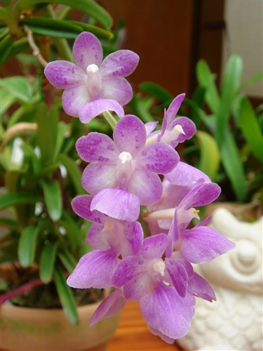Aerides krabiensis — Seattle Orchid