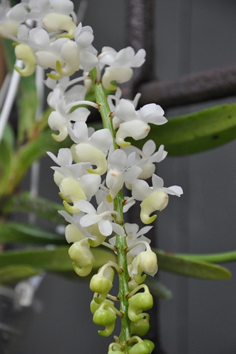 Aerides odorata v. alba — Seattle Orchid