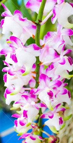 Aerides odorata — Seattle Orchid