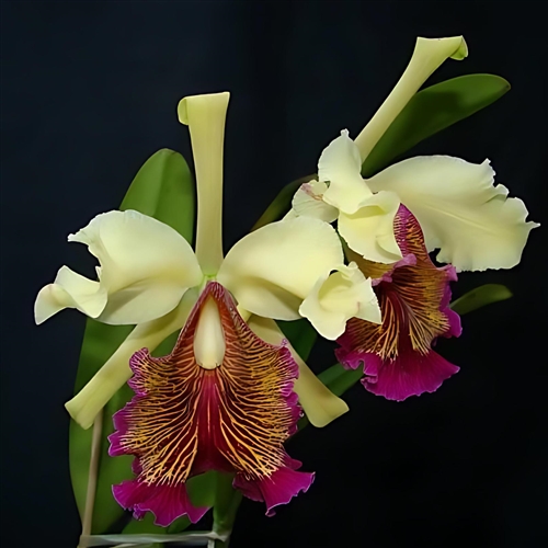 Cattleya dowiana v. aurea — Seattle Orchid