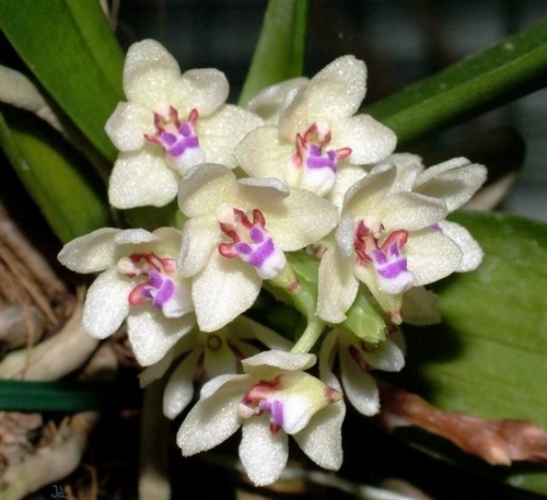 Tuberolabium kotoense — Seattle Orchid