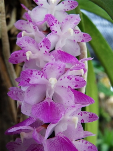 Aerides rosea — Seattle Orchid