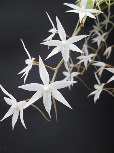 Aerangis biloba — Seattle Orchid