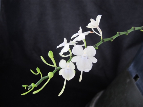 Aerangis citrata — Seattle Orchid
