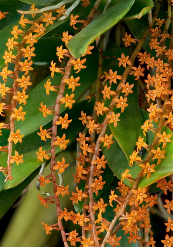Aerangis hildebrandtii — Seattle Orchid
