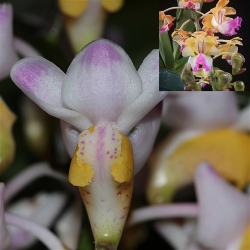Aerides quinquevulnera x houlletiana — Seattle Orchid