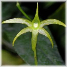 Angraecum calceolus — Seattle Orchid