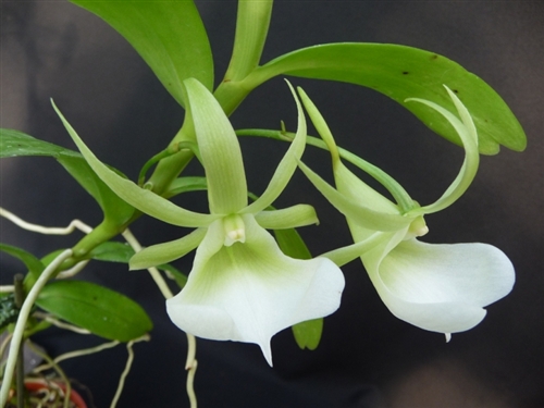 Angraecum eichlerianum — Seattle Orchid