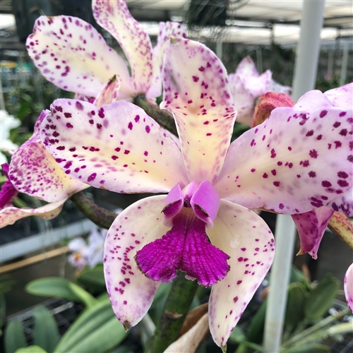 Cattleya amethystoglossa 'XXX' — Seattle Orchid