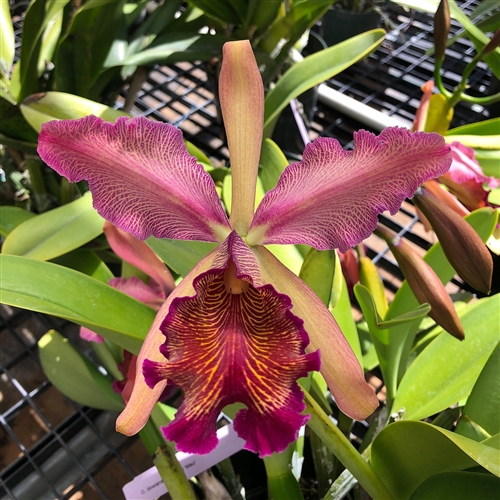 Cattleya dowiana var. rosita — Seattle Orchid