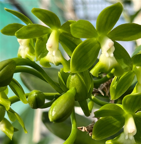 Epidendrum robustum — Seattle Orchid