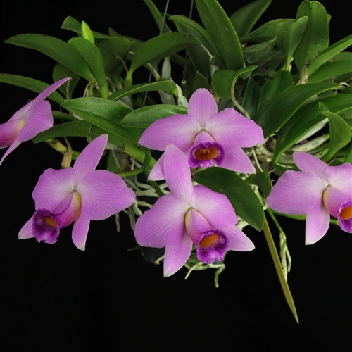 Laelia praestans — Seattle Orchid