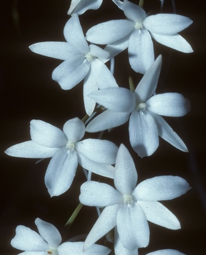 Aerangis modesta — Seattle Orchid