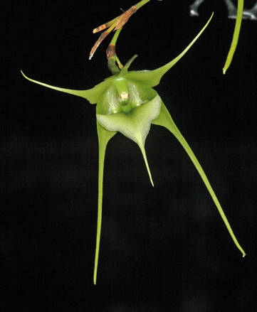Aeranthes caudata — Seattle Orchid