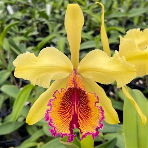 Cattleya dowiana v. aurea — Seattle Orchid