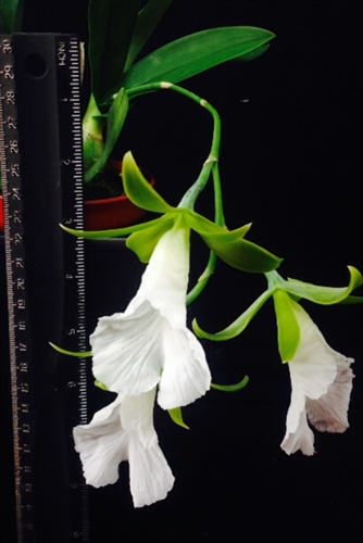 Encyclia mariae — Seattle Orchid