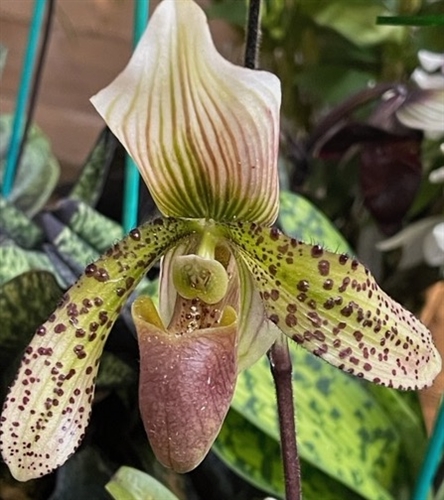 Paphiopedilum x dixlerianum — Seattle Orchid