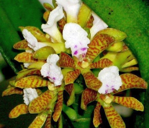 Acampe papillosa — Seattle Orchid