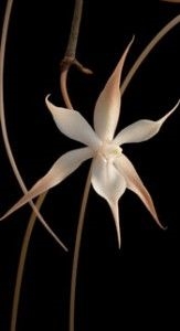Aerangis distincta — Seattle Orchid