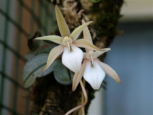 Aerangis punctata — Seattle Orchid