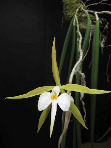 Epidendrum parkinsonianum — Seattle Orchid