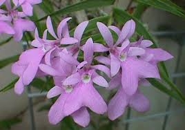 Epidendrum centropetalum — Seattle Orchid
