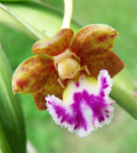 Aerides flabellata — Seattle Orchid