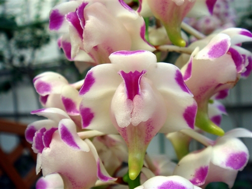 Aerides lawrenciae — Seattle Orchid